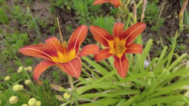 Large Lily Flowers Beautiful Lily Flowers Lilies Wind — Vídeos de Stock