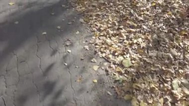 Motosiklet. Motorcu. Motosiklet gezintisi. Orman yolunda motosiklet sürmek. Motosiklet gezisinde boş bir yolda eğlenmek. Ukrayna. Sonbahar yolu ve at binme. 4k video.