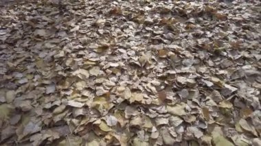 Motosiklet. Motorcu. Motosiklet gezintisi. Orman yolunda motosiklet sürmek. Motosiklet gezisinde boş bir yolda eğlenmek. Ukrayna. Sonbahar yolu ve at binme. 4k video.