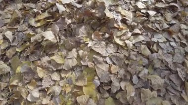 Motosiklet. Motorcu. Motosiklet gezintisi. Orman yolunda motosiklet sürmek. Motosiklet gezisinde boş bir yolda eğlenmek. Ukrayna. Sonbahar yolu ve at binme. 4k video.