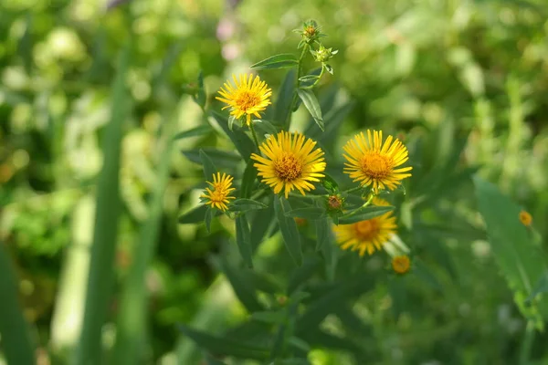 beautiful yellow flower. small yellow chamomile. yellow petals. summer flowers. bug on a flower. bright yellow flower on a green background.