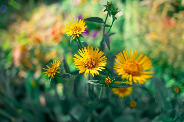 beautiful yellow flower. small yellow chamomile. yellow petals. summer flowers. bug on a flower. bright yellow flower on a green background.