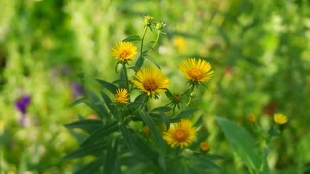 美丽的黄色花朵 黄色小洋甘菊 黄色花瓣 夏天的花花上的虫子绿色背景上的亮黄色花 — 图库视频影像