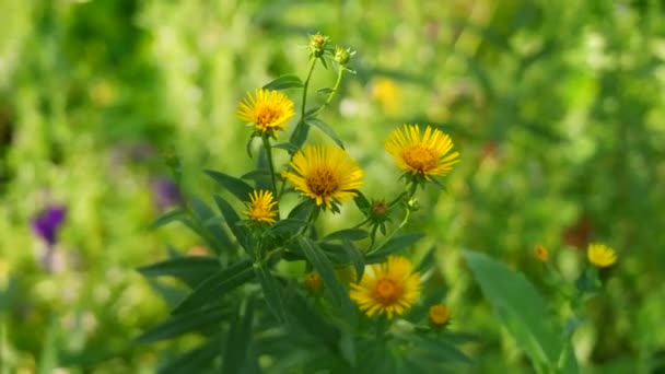 Bellissimo Fiore Giallo Piccola Camomilla Gialla Petali Gialli Fiori Estivi — Video Stock