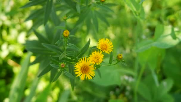 Güzel Sarı Çiçek Küçük Sarı Papatya Çayı Sarı Yapraklar Yaz — Stok video