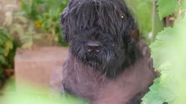 Siyah Teriyer. Rus teriyeri. Büyük siyah köpek. Dev Schnauzer. Büyük köpek burnu. Bir köpeğin ağzı..