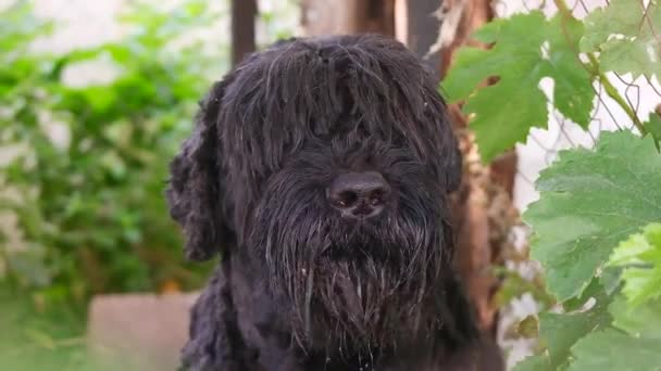 Zwarte Terriër Russische Terriër Grote Zwarte Hond Giant Schnauzer Grote — Stockvideo