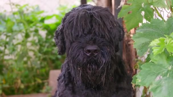Black Terrier Russian Terrier Big Black Dog Giant Schnauzer Big — 图库视频影像