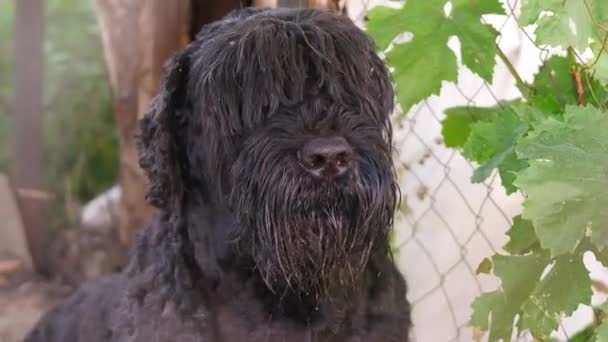 Black Terrier Russian Terrier Big Black Dog Giant Schnauzer Big — Vídeo de stock