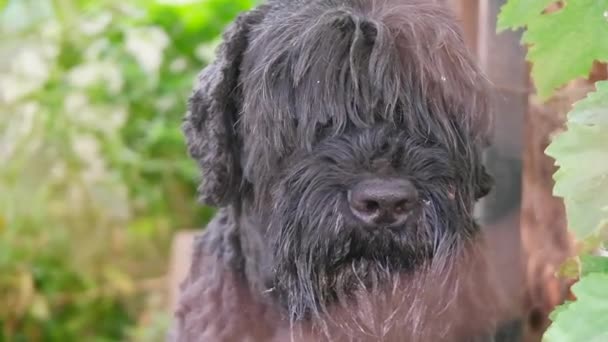 Zwarte Terriër Russische Terriër Grote Zwarte Hond Giant Schnauzer Grote — Stockvideo