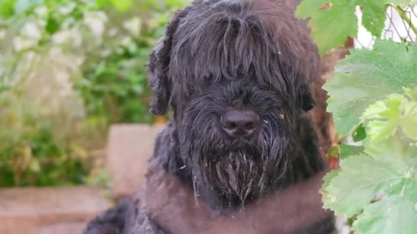Black Terrier Russian Terrier Big Black Dog Giant Schnauzer Big — Vídeo de Stock