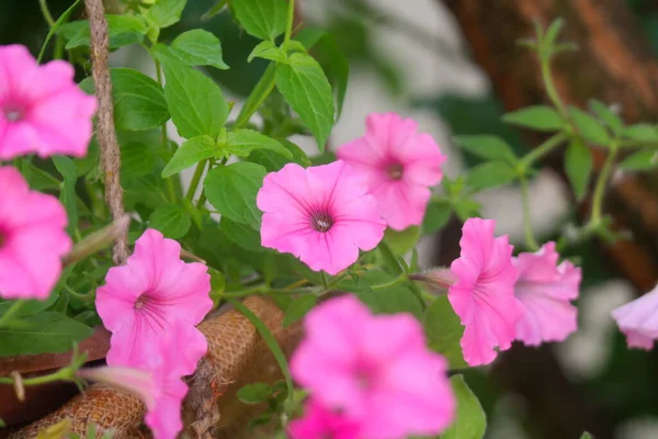 Красивые Розовые Петунии Розовые Цветы Цветы Горшках Цветы Дворе — стоковое фото
