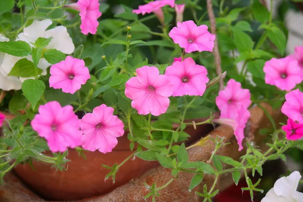 beautiful pink petunias. pink flowers. flowers in pots. flowers in the yard.