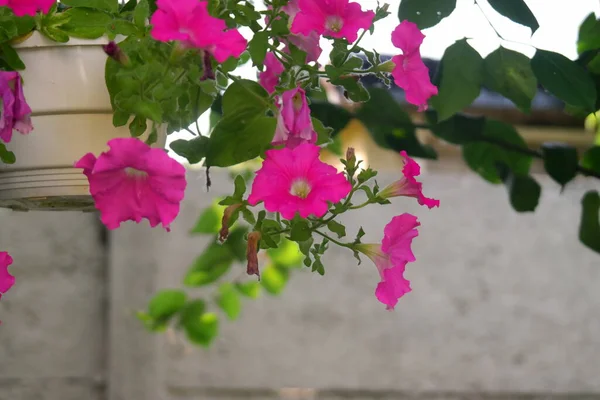 Красивые Розовые Петунии Розовые Цветы Цветы Горшках Цветы Дворе — стоковое фото