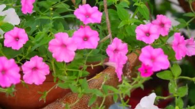 Güzel pembe petunyalar. pembe çiçekler. Saksıdaki çiçekler. Bahçedeki çiçekler.