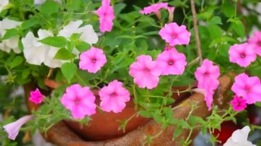 Güzel pembe petunyalar. pembe çiçekler. Saksıdaki çiçekler. Bahçedeki çiçekler.
