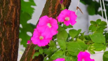Güzel pembe petunyalar. pembe çiçekler. Saksıdaki çiçekler. Bahçedeki çiçekler.