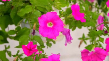 Güzel pembe petunyalar. pembe çiçekler. Saksıdaki çiçekler. Bahçedeki çiçekler.