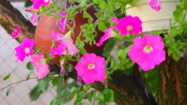 beautiful pink petunias. pink flowers. flowers in pots. flowers in the yard.