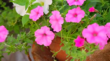 Güzel pembe petunyalar. pembe çiçekler. Saksıdaki çiçekler. Bahçedeki çiçekler.