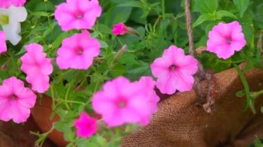 Güzel pembe petunyalar. pembe çiçekler. Saksıdaki çiçekler. Bahçedeki çiçekler.