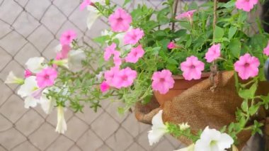 Güzel pembe petunyalar. pembe çiçekler. Saksıdaki çiçekler. Bahçedeki çiçekler.