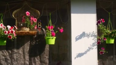 beautiful pink petunias. pink flowers. flowers in pots. flowers in the yard.