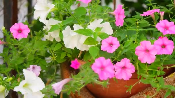 Beautiful Pink Petunias Pink Flowers Flowers Pots Flowers Yard — ストック動画