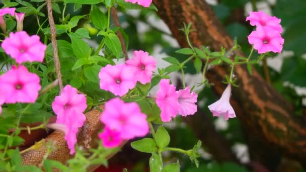Όμορφες Ροζ Πετούνιες Ροζ Λουλούδια Λουλούδια Γλάστρες Λουλούδια Στην Αυλή — Αρχείο Βίντεο