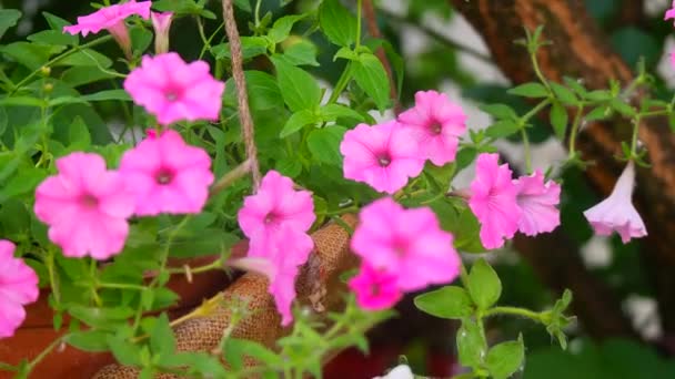 Beautiful Pink Petunias Pink Flowers Flowers Pots Flowers Yard — Vídeo de Stock