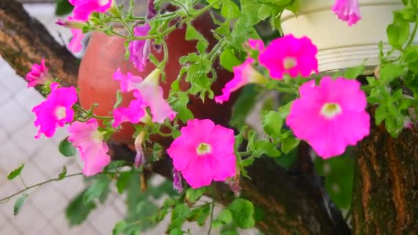 Beautiful Pink Petunias Pink Flowers Flowers Pots Flowers Yard — Stock video