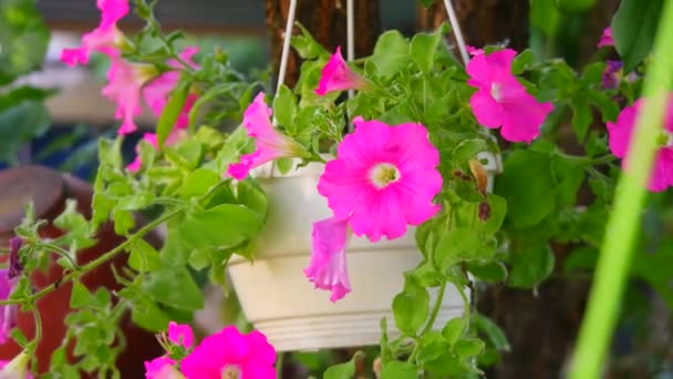 Beautiful Pink Petunias Pink Flowers Flowers Pots Flowers Yard — Stockvideo