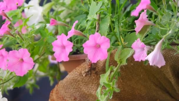 Beautiful Pink Petunias Pink Flowers Flowers Pots Flowers Yard — Stock Video