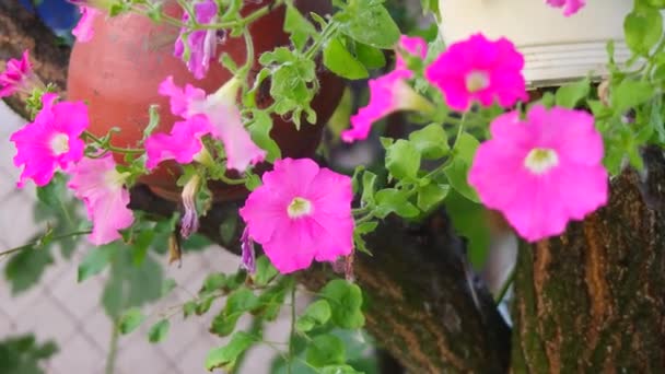 Beautiful Pink Petunias Pink Flowers Flowers Pots Flowers Yard — ストック動画