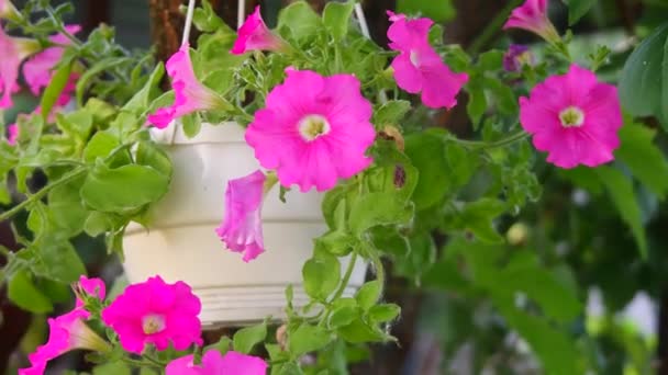 Gyönyörű Rózsaszín Petúniák Rózsaszín Virágok Virágok Cserépben Virágok Udvaron — Stock videók
