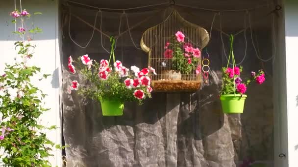 Beautiful Pink Petunias Pink Flowers Flowers Pots Flowers Yard — Stock Video