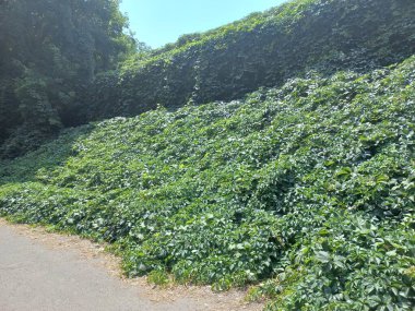 Vahşi üzümler. Üzüm duvarı. Üzümler binayı ördü. Vahşi üzüm yeşili duvar. Vahşi üzüm yapraklarının doğal dokusu, asma yapraklarıyla kaplı yeşil duvar..