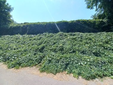 Vahşi üzümler. Üzüm duvarı. Üzümler binayı ördü. Vahşi üzüm yeşili duvar. Vahşi üzüm yapraklarının doğal dokusu, asma yapraklarıyla kaplı yeşil duvar..