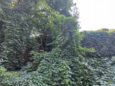 Vahşi üzümler. Üzüm duvarı. Üzümler binayı ördü. Vahşi üzüm yeşili duvar. Vahşi üzüm yapraklarının doğal dokusu, asma yapraklarıyla kaplı yeşil duvar..