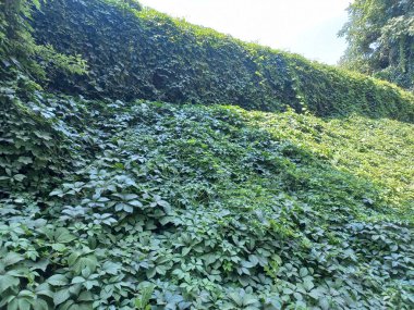 Vahşi üzümler. Üzüm duvarı. Üzümler binayı ördü. Vahşi üzüm yeşili duvar. Vahşi üzüm yapraklarının doğal dokusu, asma yapraklarıyla kaplı yeşil duvar..