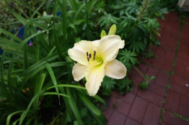 Beyaz Lily. Beyaz taçyapraklı güzellik bahçesi zambağı bahçe fotoğrafçılığı. Yeşil arka planda çiçek duvar kâğıdı Lilium Bitkisi. Bahçedeki beyaz zambak