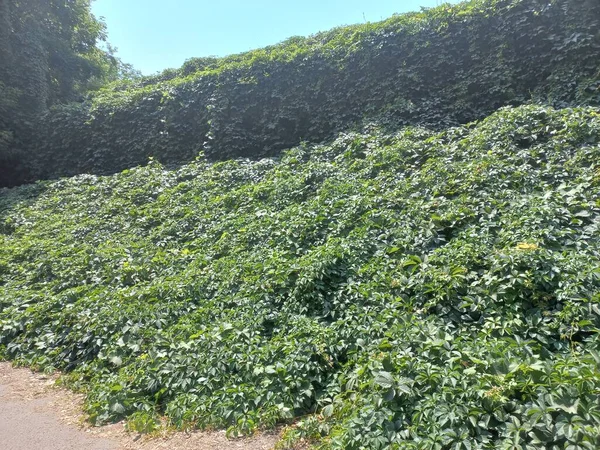 wild grapes. grape wall. grapes braided the building. wild grape green wall. The natural texture of the wild grapes leaves, green wall covered with vine leaves banner.