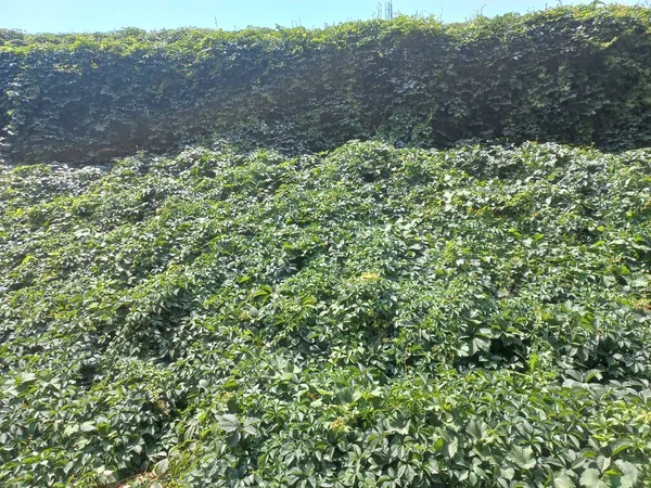 wild grapes. grape wall. grapes braided the building. wild grape green wall. The natural texture of the wild grapes leaves, green wall covered with vine leaves banner.