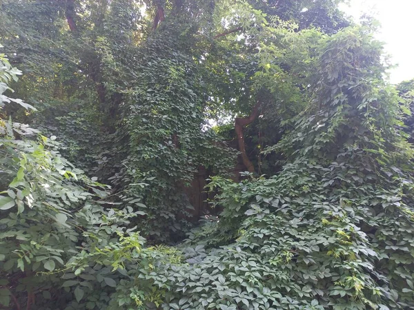 wild grapes. grape wall. grapes braided the building. wild grape green wall. The natural texture of the wild grapes leaves, green wall covered with vine leaves banner.