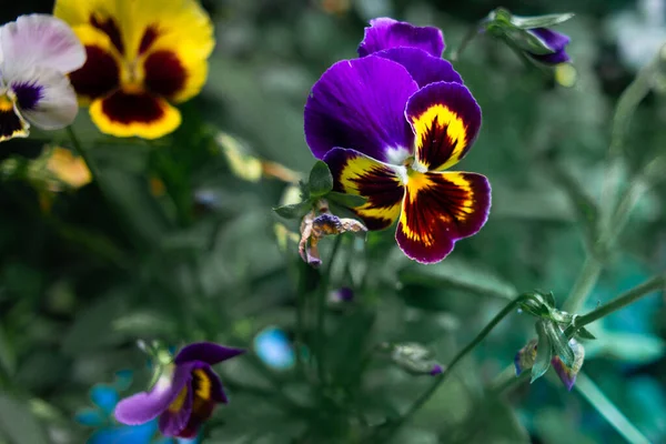 Closeup Vibrant Pansy Blossoms Variety Colors Pansy Flowers Flower Bed — Stock fotografie