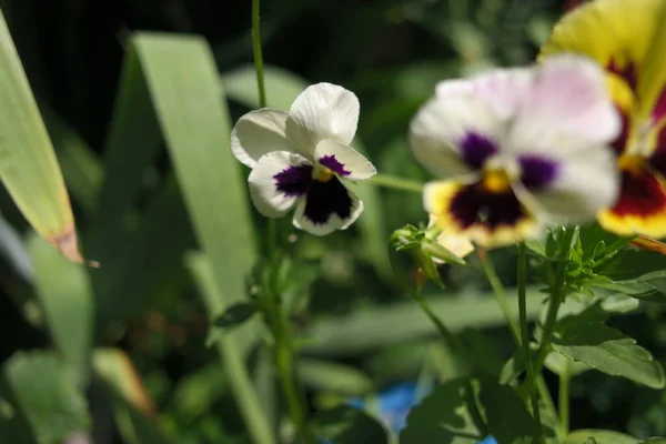 Closeup Vibrant Pansy Blossoms Variety Colors Pansy Flowers Flower Bed — Stockfoto