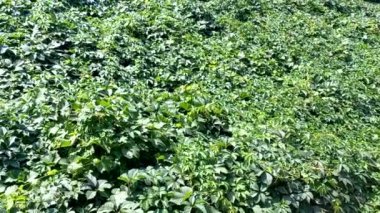 wild grapes. grape wall. grapes braided the building. wild grape green wall. The natural texture of the wild grapes leaves, green wall covered with vine leaves banner.