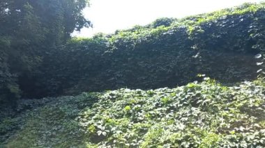 wild grapes. grape wall. grapes braided the building. wild grape green wall. The natural texture of the wild grapes leaves, green wall covered with vine leaves banner.