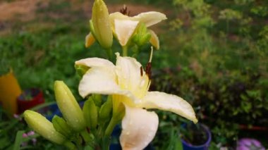 Beyaz Lily. Beyaz taçyapraklı güzellik bahçesi zambağı bahçe fotoğrafçılığı. Yeşil arka planda çiçek duvar kâğıdı Lilium Bitkisi. Bahçedeki beyaz zambak