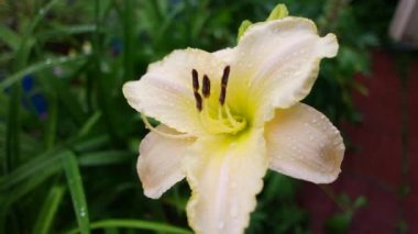 Beyaz Lily. Beyaz taçyapraklı güzellik bahçesi zambağı bahçe fotoğrafçılığı. Yeşil arka planda çiçek duvar kâğıdı Lilium Bitkisi. Bahçedeki beyaz zambak